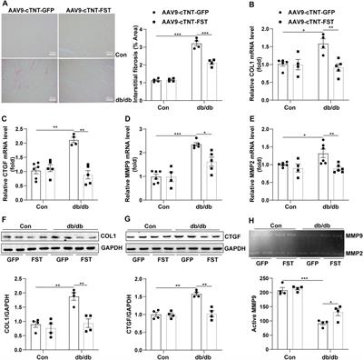 Follistatin Attenuates Myocardial Fibrosis in Diabetic Cardiomyopathy via the TGF-β–Smad3 Pathway